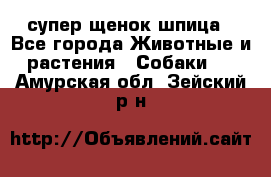 супер щенок шпица - Все города Животные и растения » Собаки   . Амурская обл.,Зейский р-н